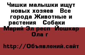   Чишки-малышки ищут новых хозяев - Все города Животные и растения » Собаки   . Марий Эл респ.,Йошкар-Ола г.